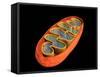 Conceptual Image of Mitochondria-null-Framed Stretched Canvas