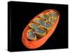 Conceptual Image of Mitochondria-null-Stretched Canvas