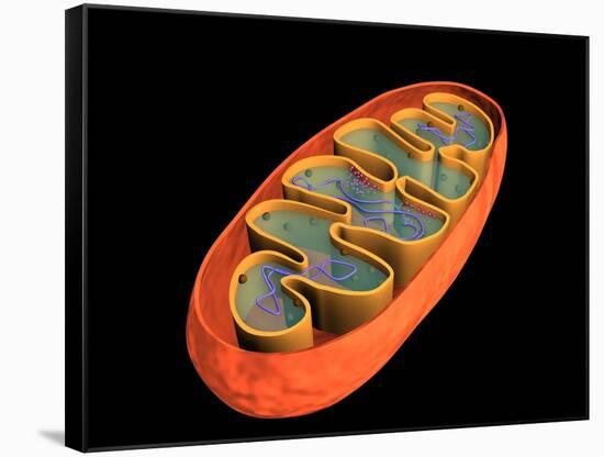 Conceptual Image of Mitochondria-null-Framed Stretched Canvas