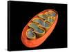 Conceptual Image of Mitochondria-null-Framed Stretched Canvas