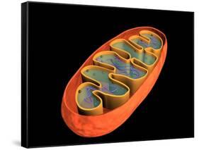 Conceptual Image of Mitochondria-null-Framed Stretched Canvas