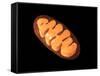 Conceptual Image of Mitochondria-null-Framed Stretched Canvas