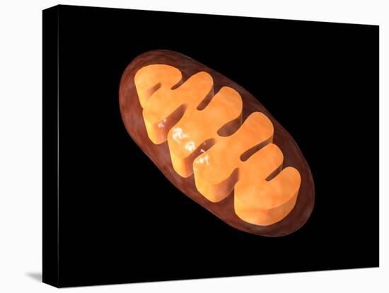 Conceptual Image of Mitochondria-null-Stretched Canvas