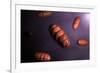 Conceptual Image of Mitochondria-null-Framed Art Print