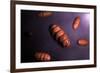 Conceptual Image of Mitochondria-null-Framed Art Print