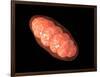 Conceptual Image of Mitochondria-null-Framed Art Print