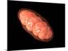 Conceptual Image of Mitochondria-null-Mounted Art Print