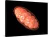 Conceptual Image of Mitochondria-null-Stretched Canvas