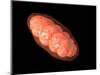 Conceptual Image of Mitochondria-null-Mounted Art Print
