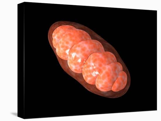 Conceptual Image of Mitochondria-null-Stretched Canvas