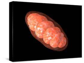 Conceptual Image of Mitochondria-null-Stretched Canvas