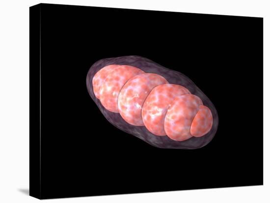 Conceptual Image of Mitochondria-null-Stretched Canvas