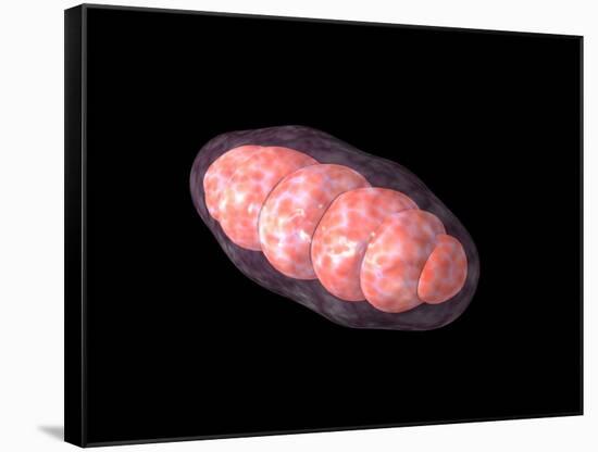 Conceptual Image of Mitochondria-null-Framed Stretched Canvas