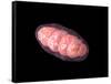 Conceptual Image of Mitochondria-null-Framed Stretched Canvas