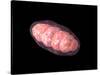 Conceptual Image of Mitochondria-null-Stretched Canvas