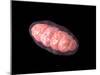 Conceptual Image of Mitochondria-null-Mounted Art Print