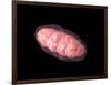 Conceptual Image of Mitochondria-null-Framed Art Print