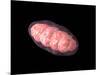 Conceptual Image of Mitochondria-null-Mounted Art Print