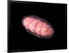 Conceptual Image of Mitochondria-null-Framed Art Print