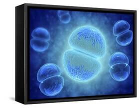 Conceptual Image of Mitosis-null-Framed Stretched Canvas