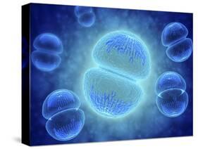 Conceptual Image of Mitosis-null-Stretched Canvas