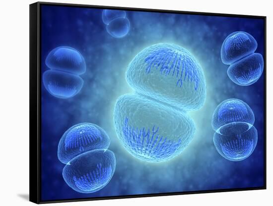 Conceptual Image of Mitosis-null-Framed Stretched Canvas
