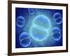 Conceptual Image of Mitosis-null-Framed Art Print