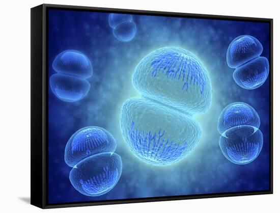 Conceptual Image of Mitosis-null-Framed Stretched Canvas