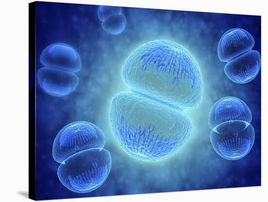 Conceptual Image of Mitosis-null-Stretched Canvas
