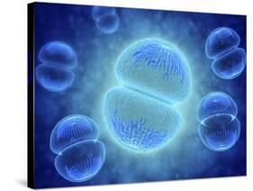 Conceptual Image of Mitosis-null-Stretched Canvas