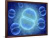 Conceptual Image of Mitosis-null-Framed Art Print