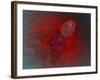 Conceptual Image of Ovulation in Female-null-Framed Art Print