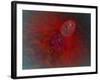 Conceptual Image of Ovulation in Female-null-Framed Art Print