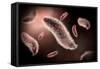 Conceptual Image of Paramecium-null-Framed Stretched Canvas