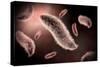 Conceptual Image of Paramecium-null-Stretched Canvas