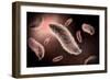 Conceptual Image of Paramecium-null-Framed Art Print