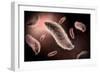 Conceptual Image of Paramecium-null-Framed Art Print