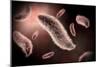 Conceptual Image of Paramecium-null-Mounted Art Print