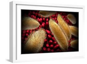 Conceptual Image of Paramecium-null-Framed Art Print