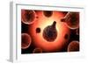 Conceptual Image of Plasmodium Causing Malaria-null-Framed Art Print