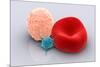 Conceptual Image of Platelet, Red Blood Cell and White Blood Cell-null-Mounted Art Print