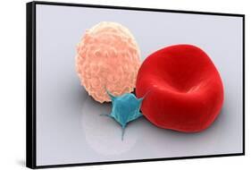 Conceptual Image of Platelet, Red Blood Cell and White Blood Cell-null-Framed Stretched Canvas