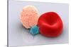 Conceptual Image of Platelet, Red Blood Cell and White Blood Cell-null-Stretched Canvas