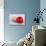 Conceptual Image of Platelet, Red Blood Cell and White Blood Cell-null-Art Print displayed on a wall