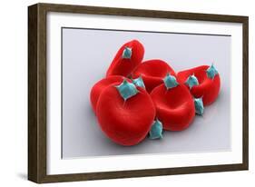 Conceptual Image of Platelets with Red Blood Cells-null-Framed Art Print