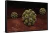 Conceptual Image of Polyomavirus-null-Framed Stretched Canvas