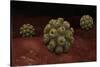 Conceptual Image of Polyomavirus-null-Stretched Canvas