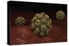 Conceptual Image of Polyomavirus-null-Stretched Canvas