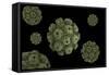 Conceptual Image of Polyomavirus-null-Framed Stretched Canvas