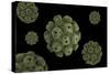 Conceptual Image of Polyomavirus-null-Stretched Canvas